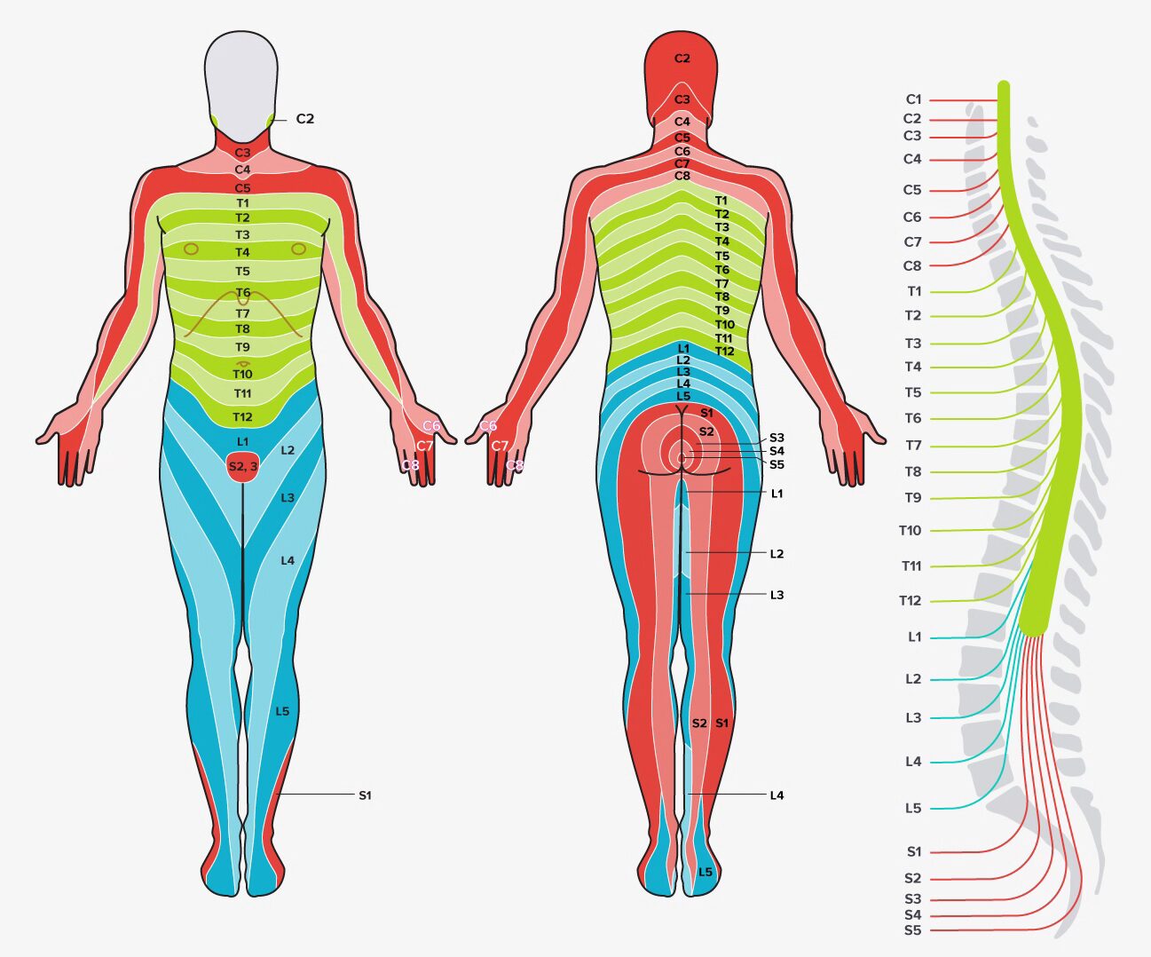 dermatomy